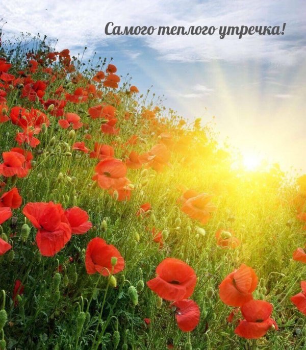 утро солнечное