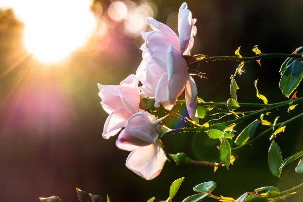 роза розовая