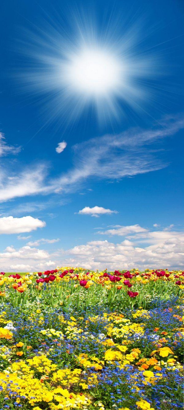 цветочное поле