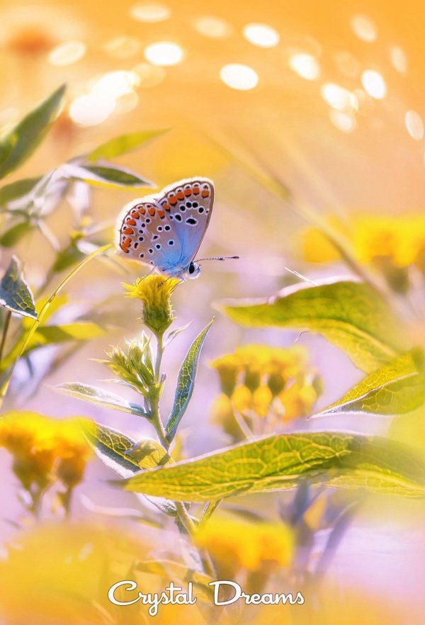 бабочка голубянка