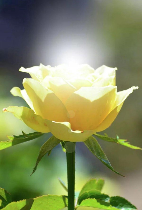 жёлтая роза