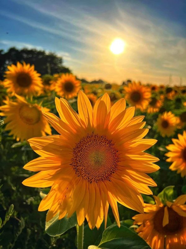 beautiful sunflowers