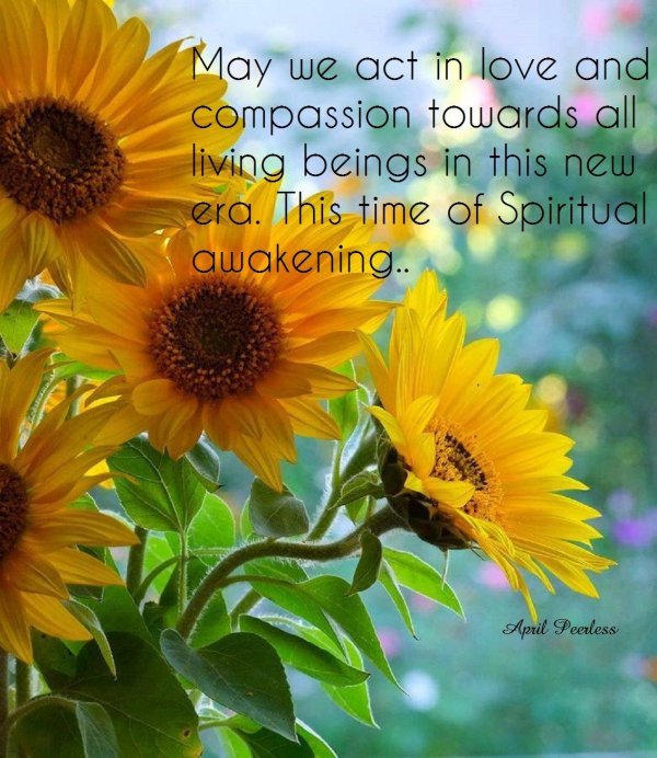 красивые подсолнухи