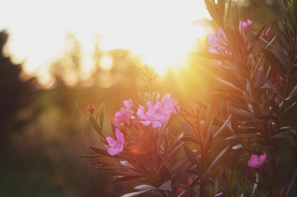 утренние цветы