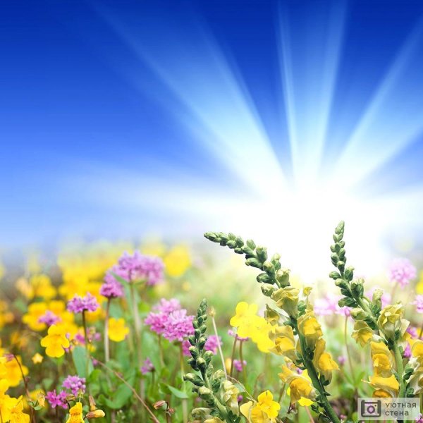 красивый фон поле