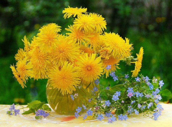 букет одуванчиков