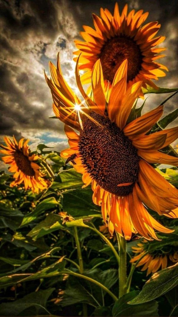 красивый подсолнух