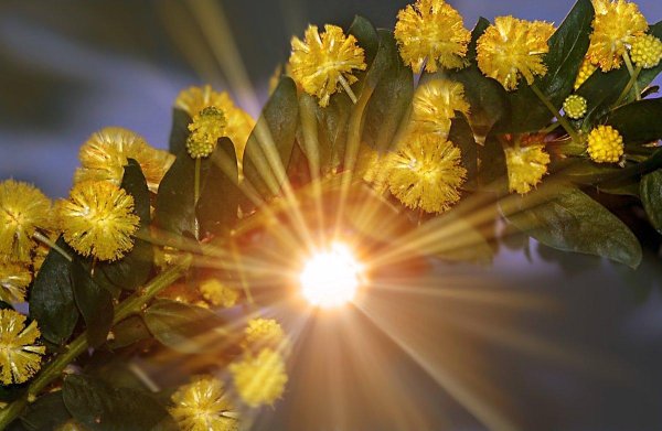 желтая мимоза