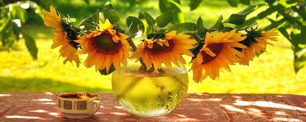 чай с подсолнухом