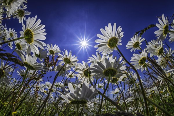 поле ромашек
