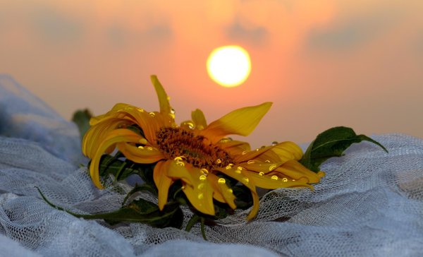 красивые подсолнухи