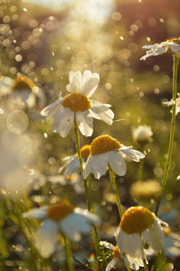 ромашка цветки