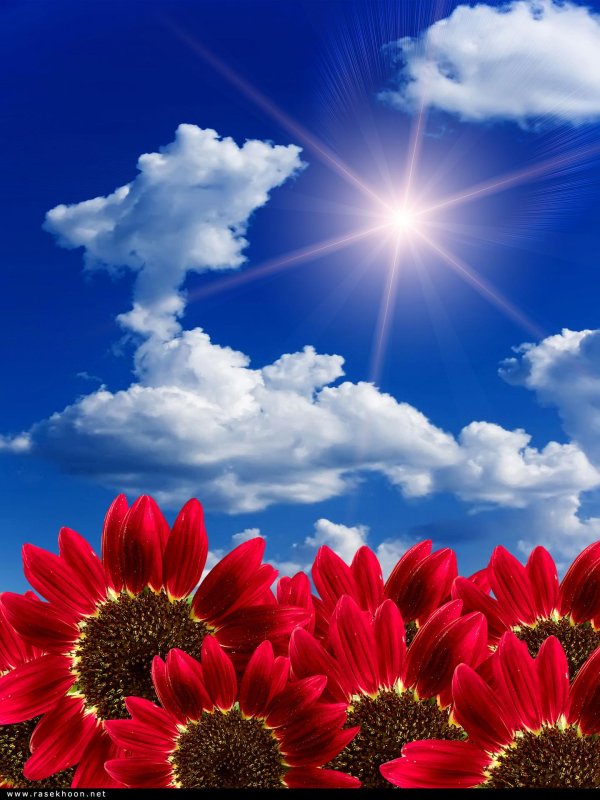 красные подсолнухи