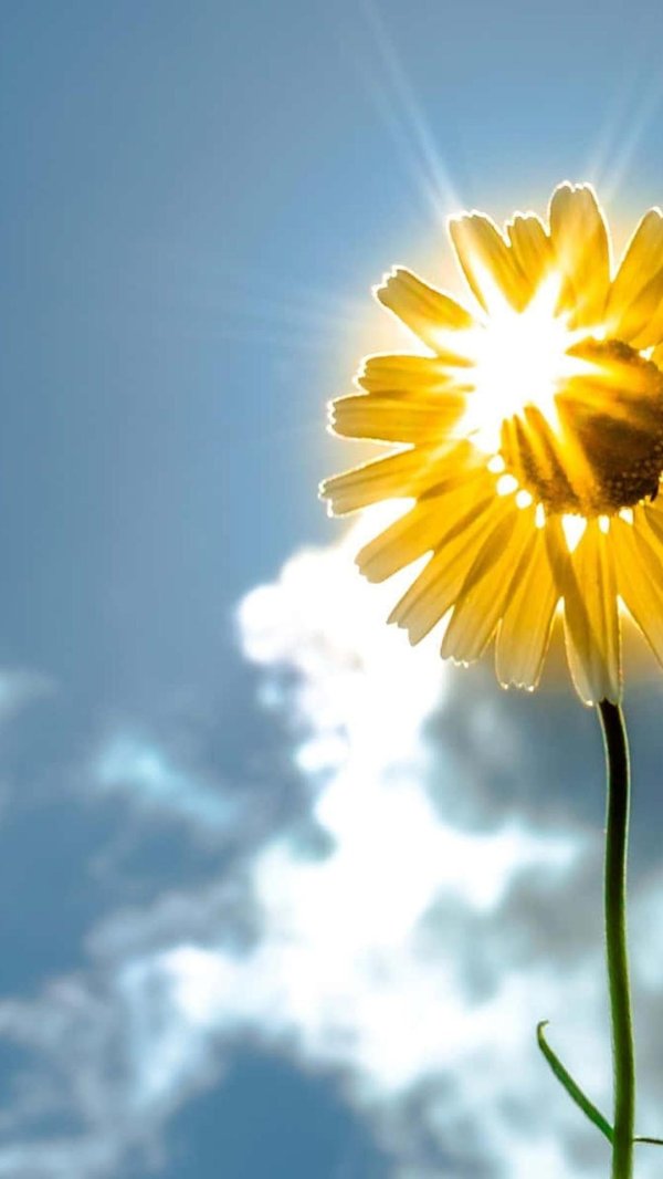 солнечного утра