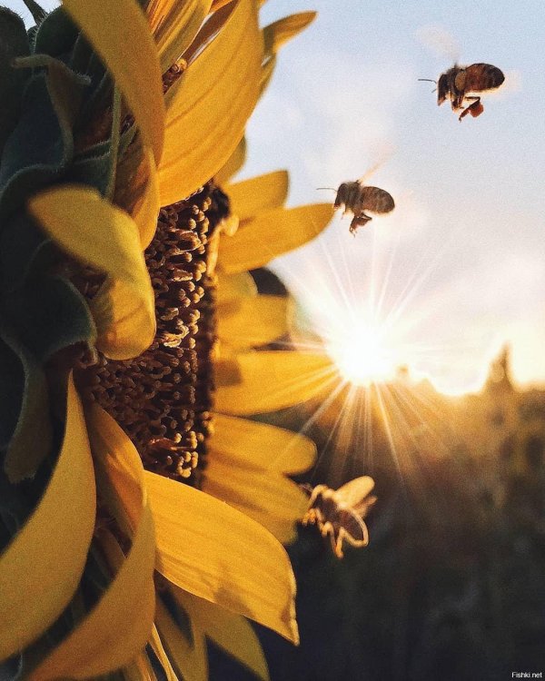 Солнечные с цветами