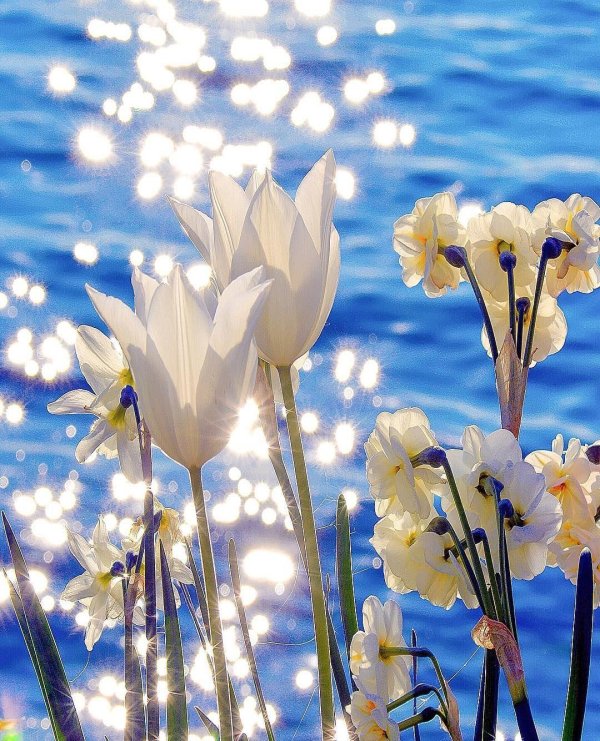 белые тюльпаны