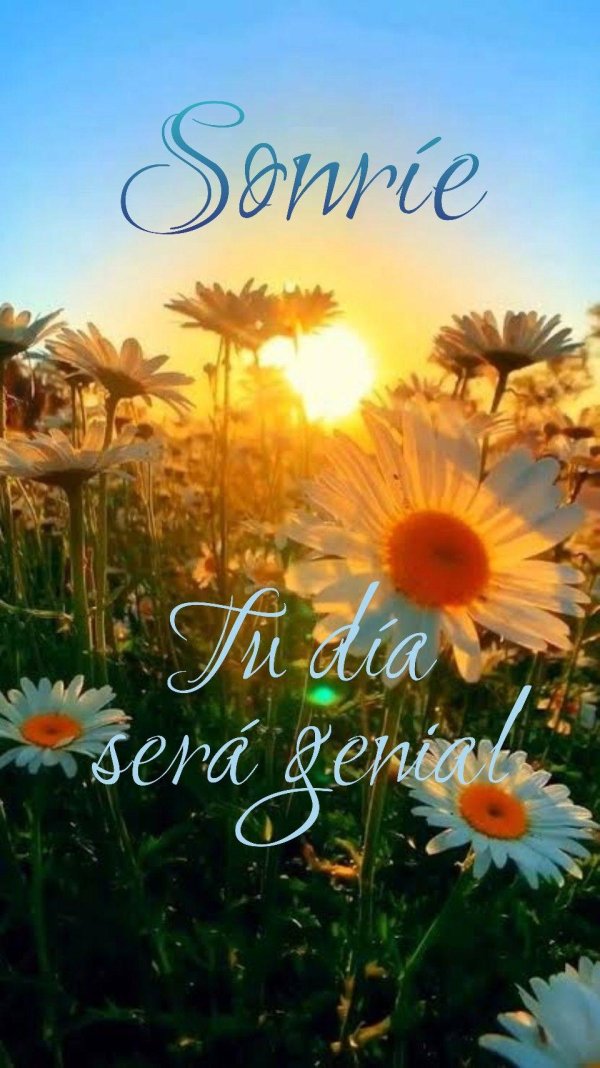 ромашка на закате