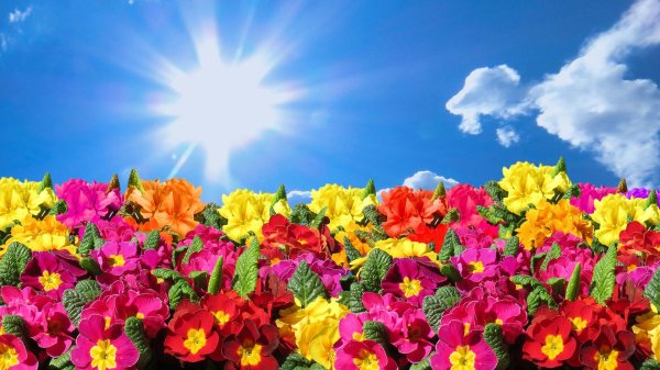 цветок примула