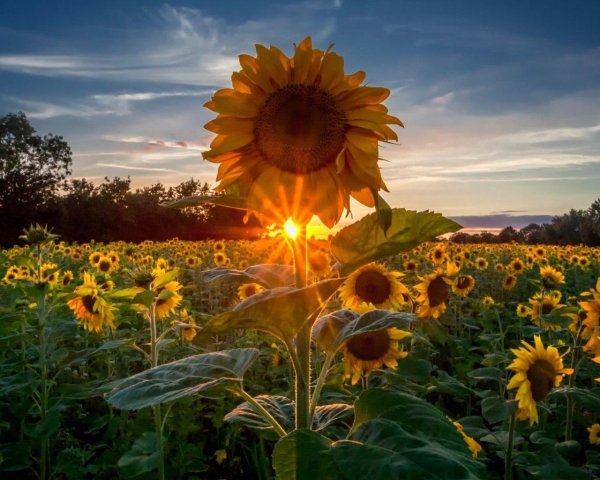 красивые подсолнухи