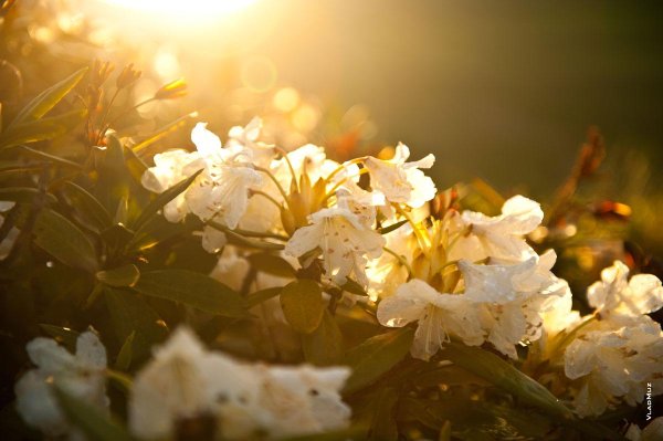 цветение рододендрона