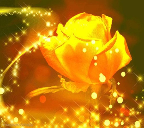 золотая роза