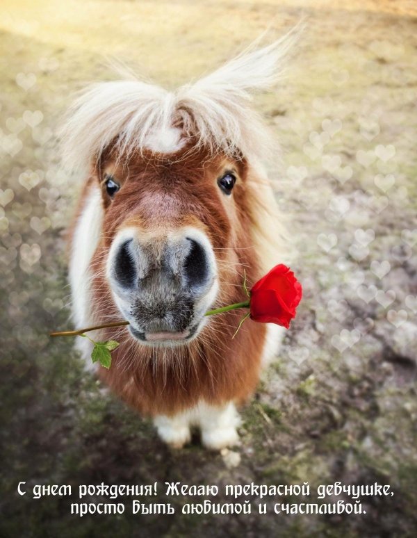 милая лошадка