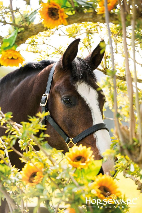 лошади красивые