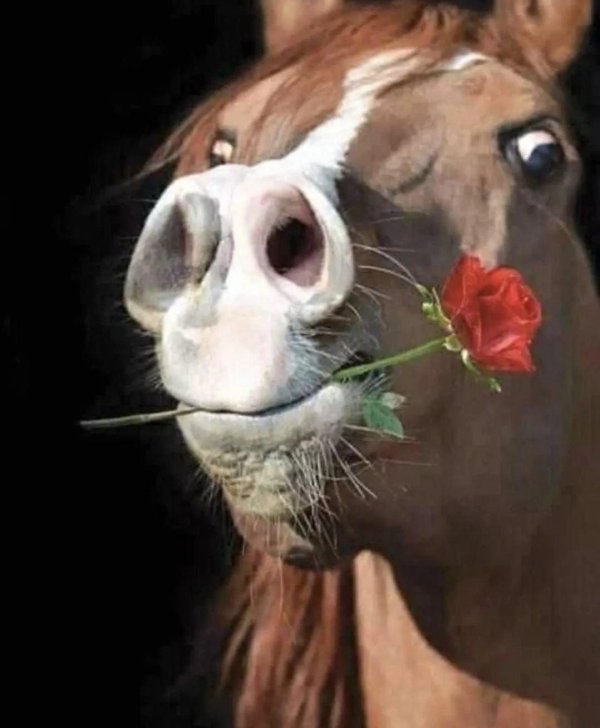 смешная лошадь