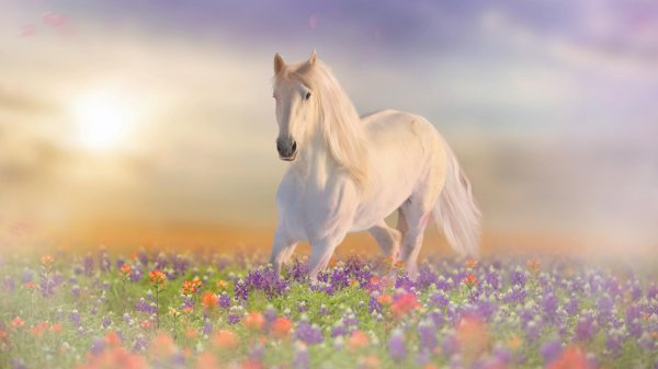 красивые пейзажи с лошадьми