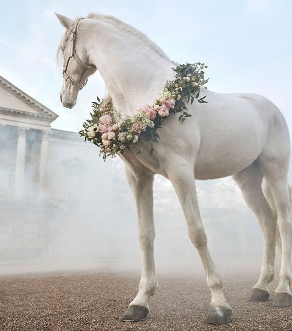 орловский рысак эстетика