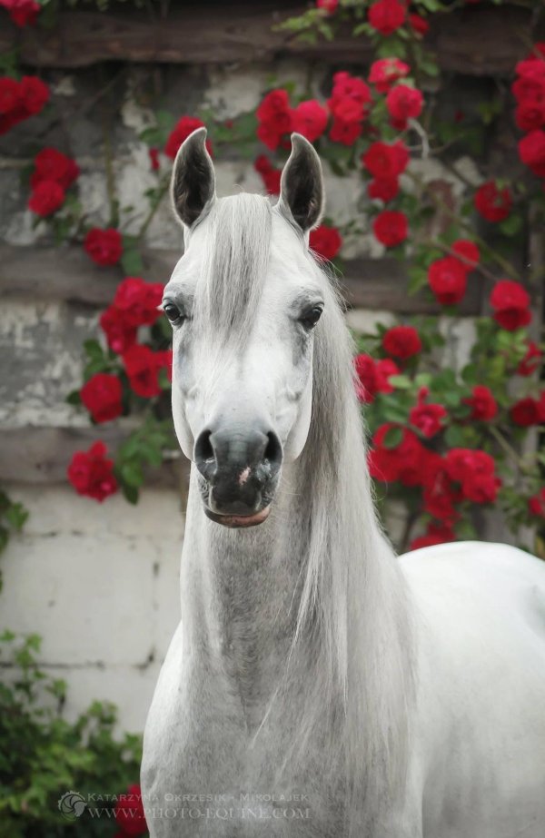 лошадь арабская чистокровная