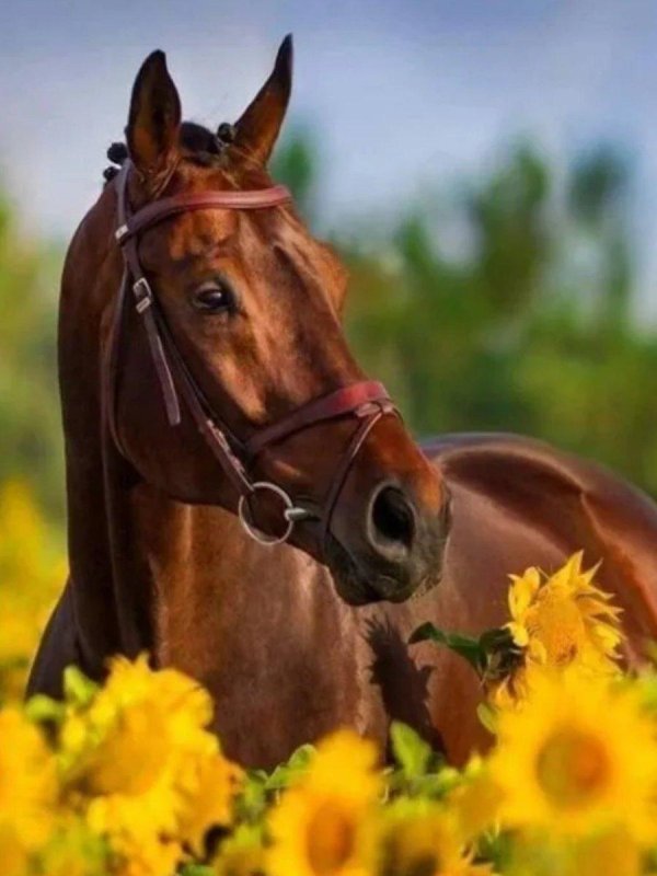 лошади красивые