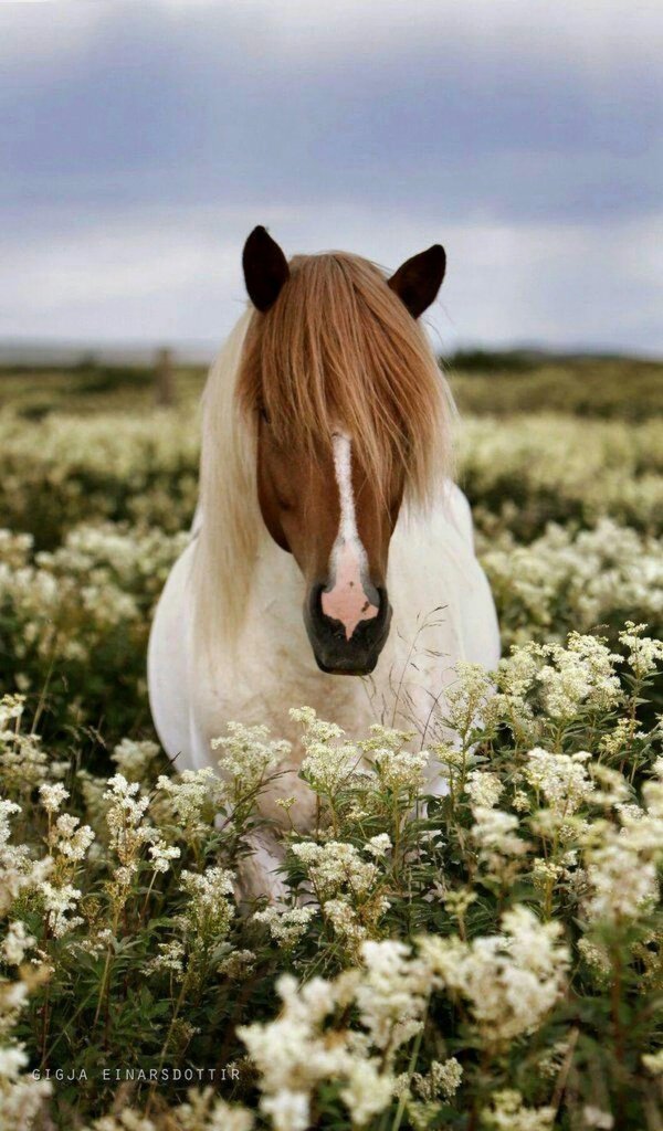 pretty horse