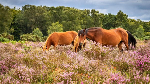 кони лошади
