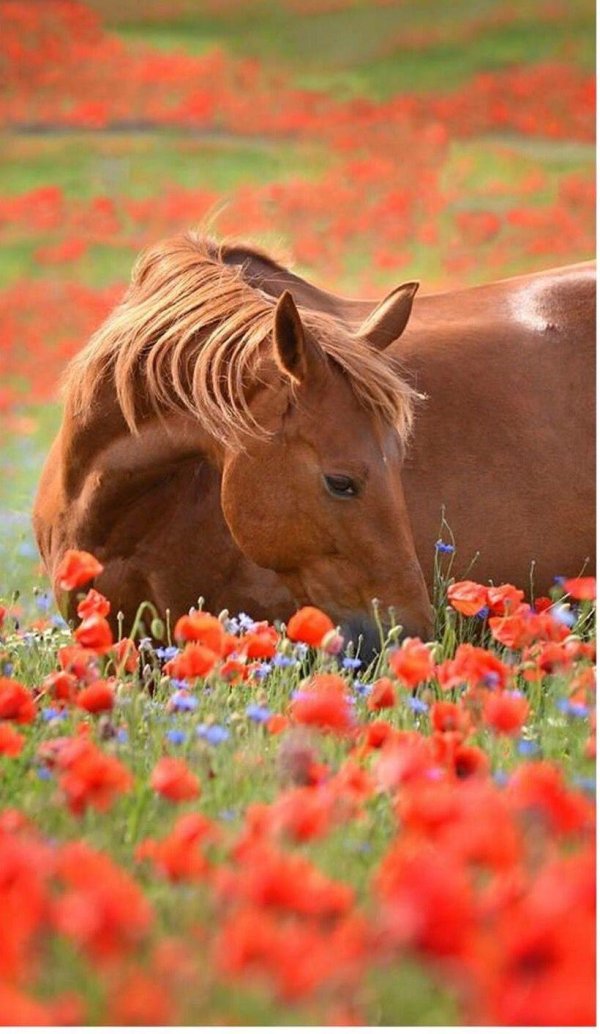 лошадки в цветах