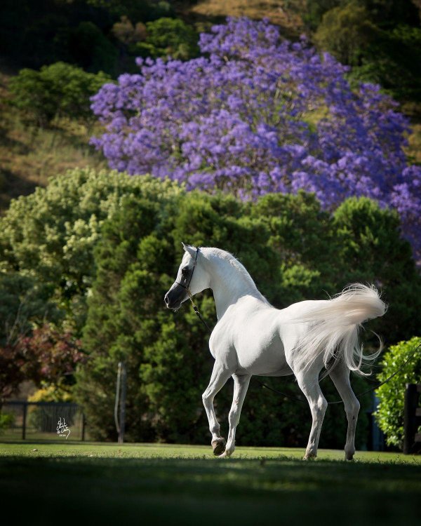 конь арабский скакун