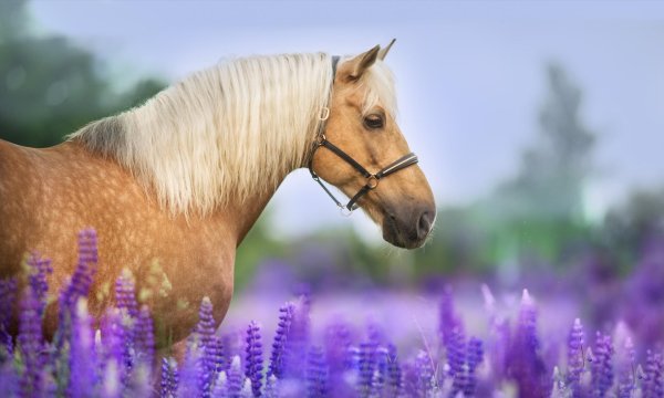 прекрасные лошади