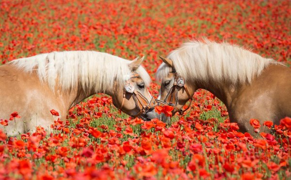 лошади красивые