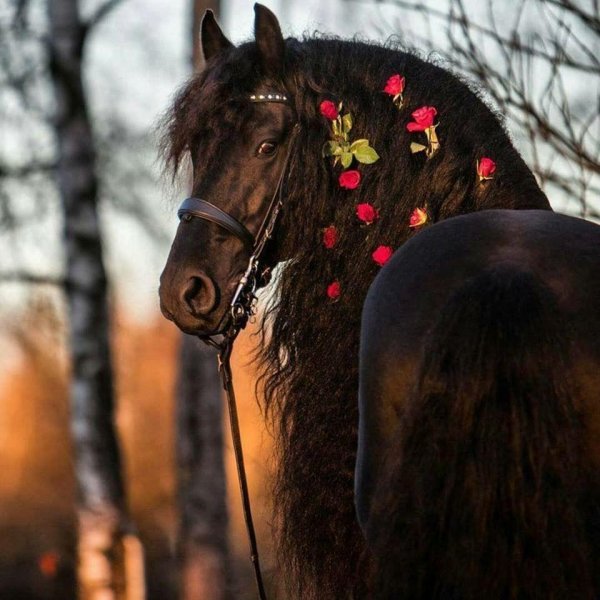 лошадь фризская