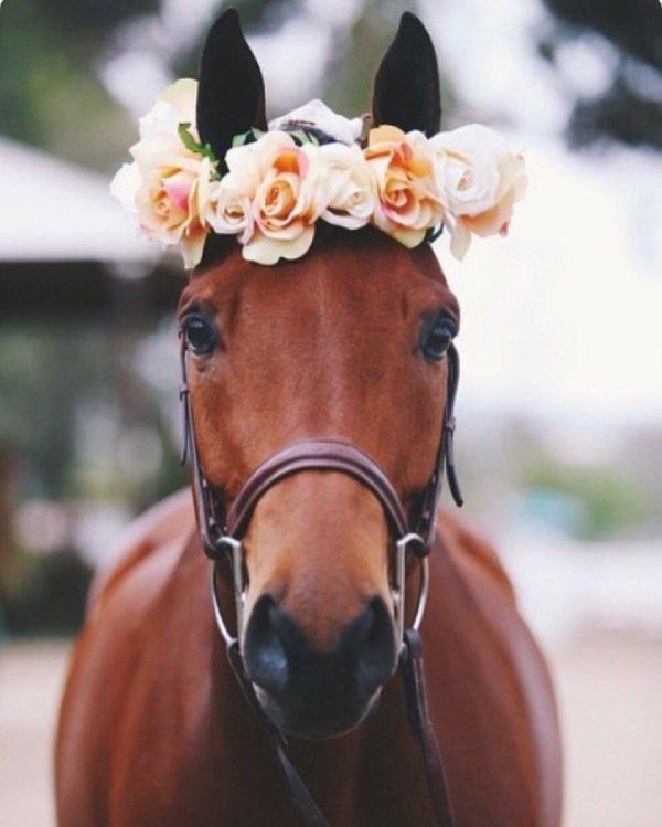 оголовье для лошади