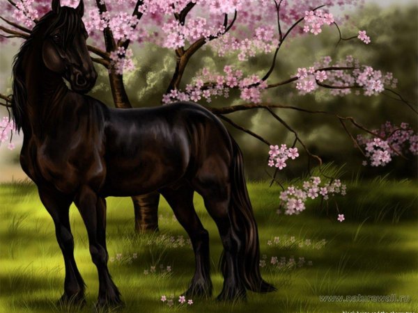 красивые рисунки лошадей