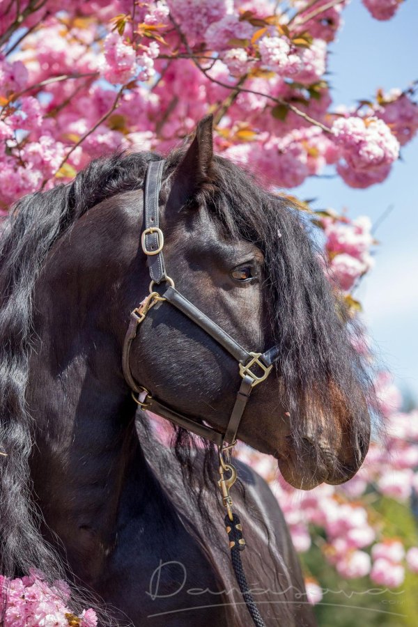 кладрубская лошадь