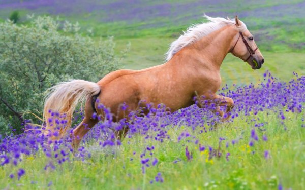 лошади на природе