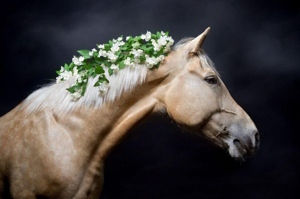 светлана петрова фотограф лошади