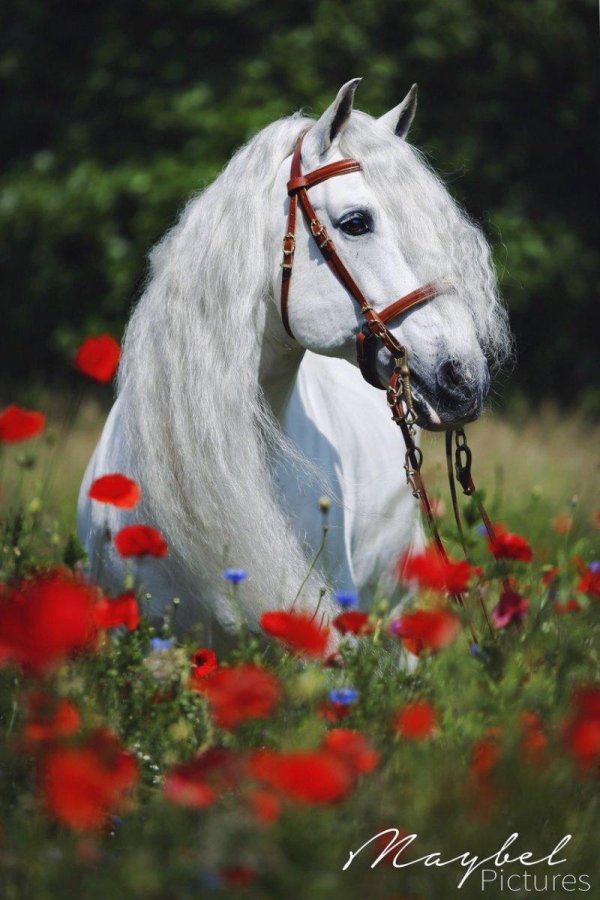 белые лошади