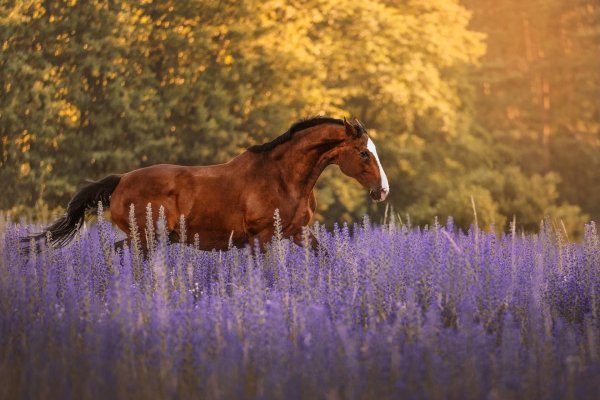лошади на лугу