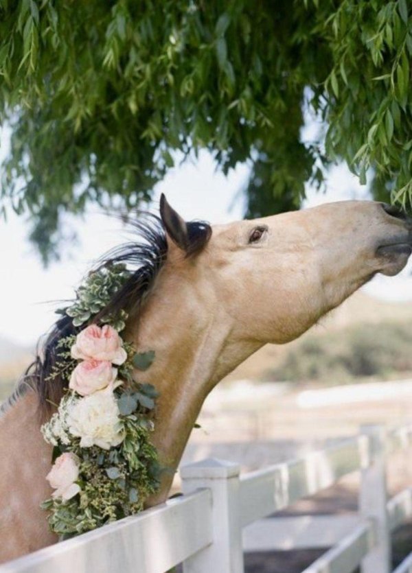 лошади красивые