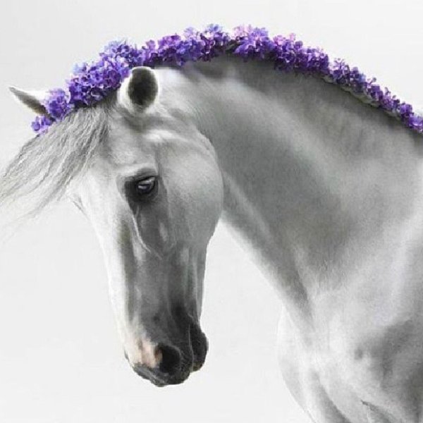 светлана петрова фотограф лошади