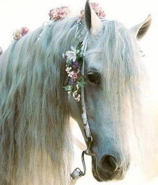 белые лошади