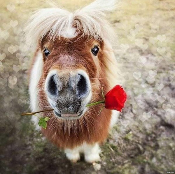 пони шетлендский